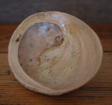 Abalone Shell