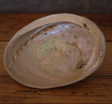 Abalone Shell