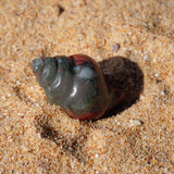 African Bloodstone Crystal Seashell