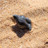 Larvikite Crystal Seashell