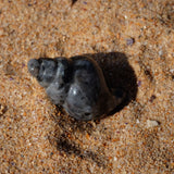 Larvikite Crystal Seashell