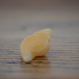 Orange Calcite Crystal Seashell