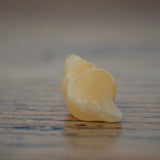 Orange Calcite Crystal Seashell