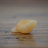 Orange Calcite Crystal Seashell