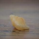 Orange Calcite Crystal Seashell
