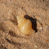 Orange Calcite Crystal Seashell