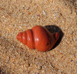 Red Jasper Crystal Seashell