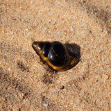 Tigers Eye Crystal Seashell