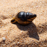 Tigers Eye Crystal Seashell