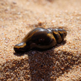 Tigers Eye Crystal Seashell
