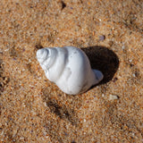 White Howlite Crystal Seashell